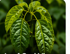 Leaf Curl Virus