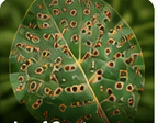 Leaf Spot
