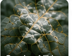 Powdery Mildew