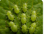 Aphids