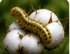 Pink Bollworm