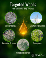 EXYLON QSAR HERBICIDE - Exylon Pesticides