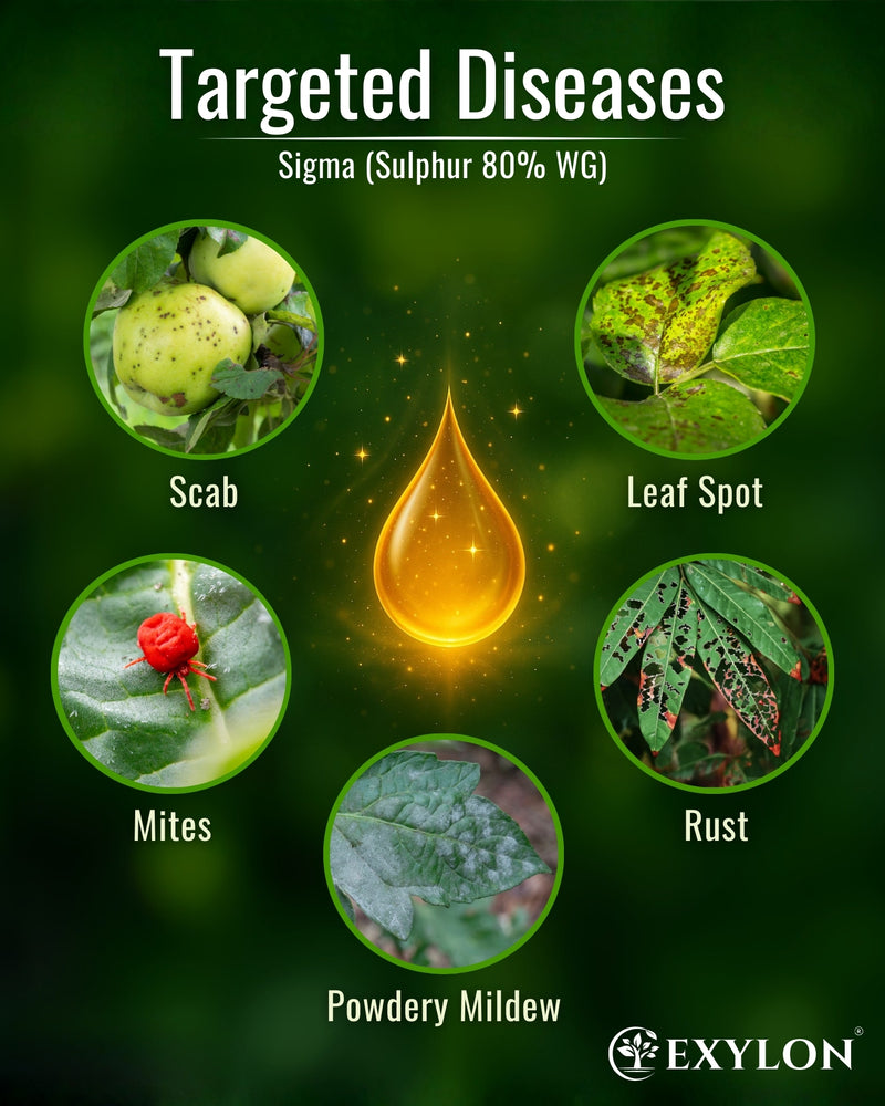 EXYLON SIGMA FUNGICIDE - Exylon Pesticides