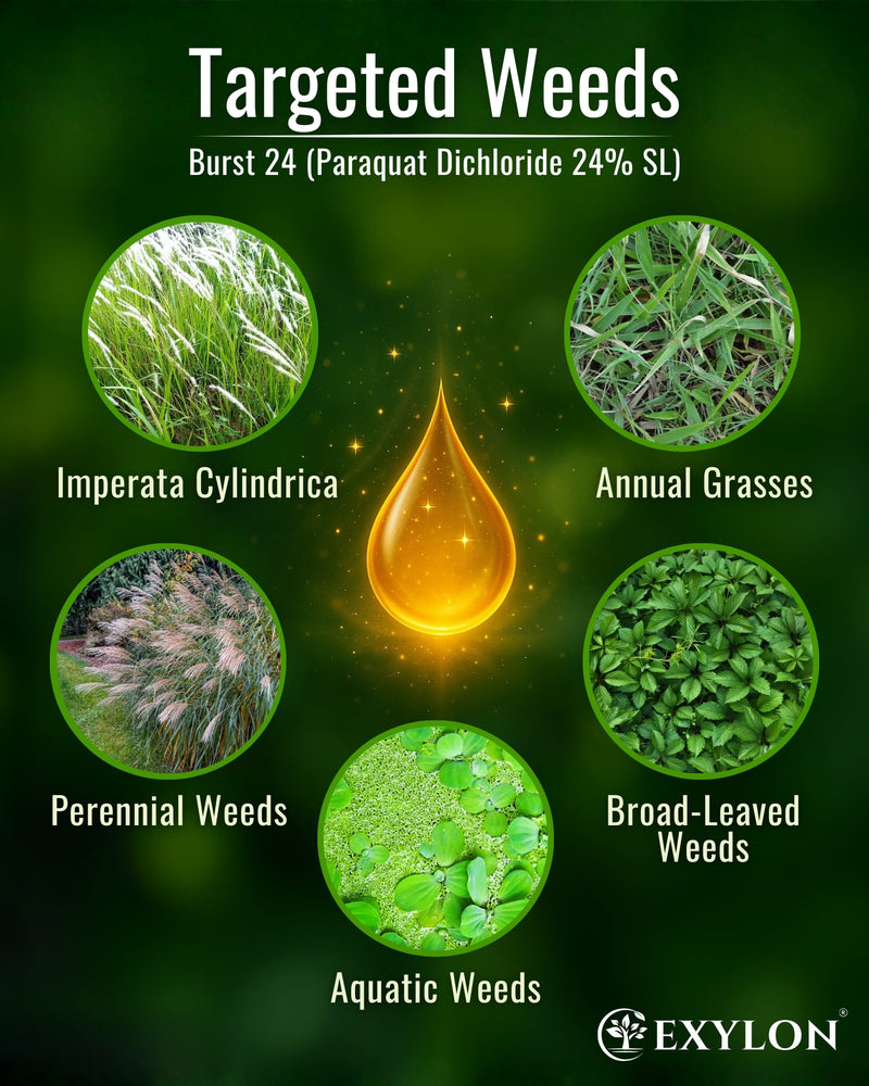 EXYLON BURST 24 HERBICIDE - Exylon Pesticides