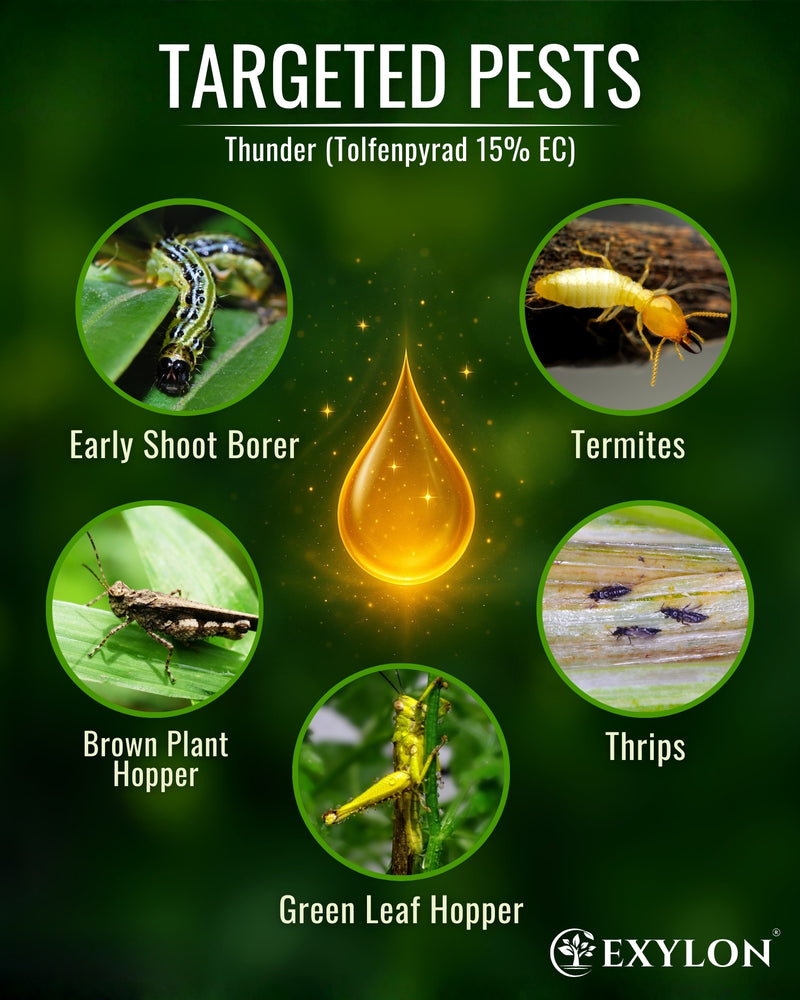 EXYLON THUNDER INSECTICIDE - Exylon Pesticides