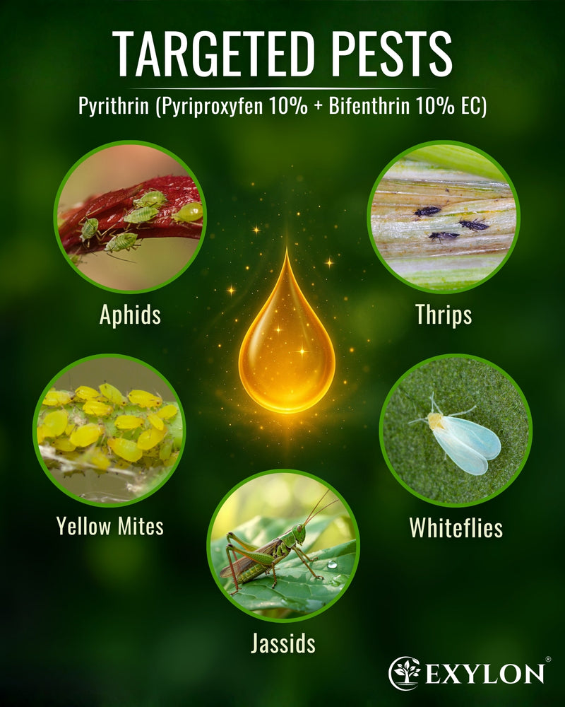 EXYLON PYRITHRIN INSECTICIDE - Exylon Pesticides