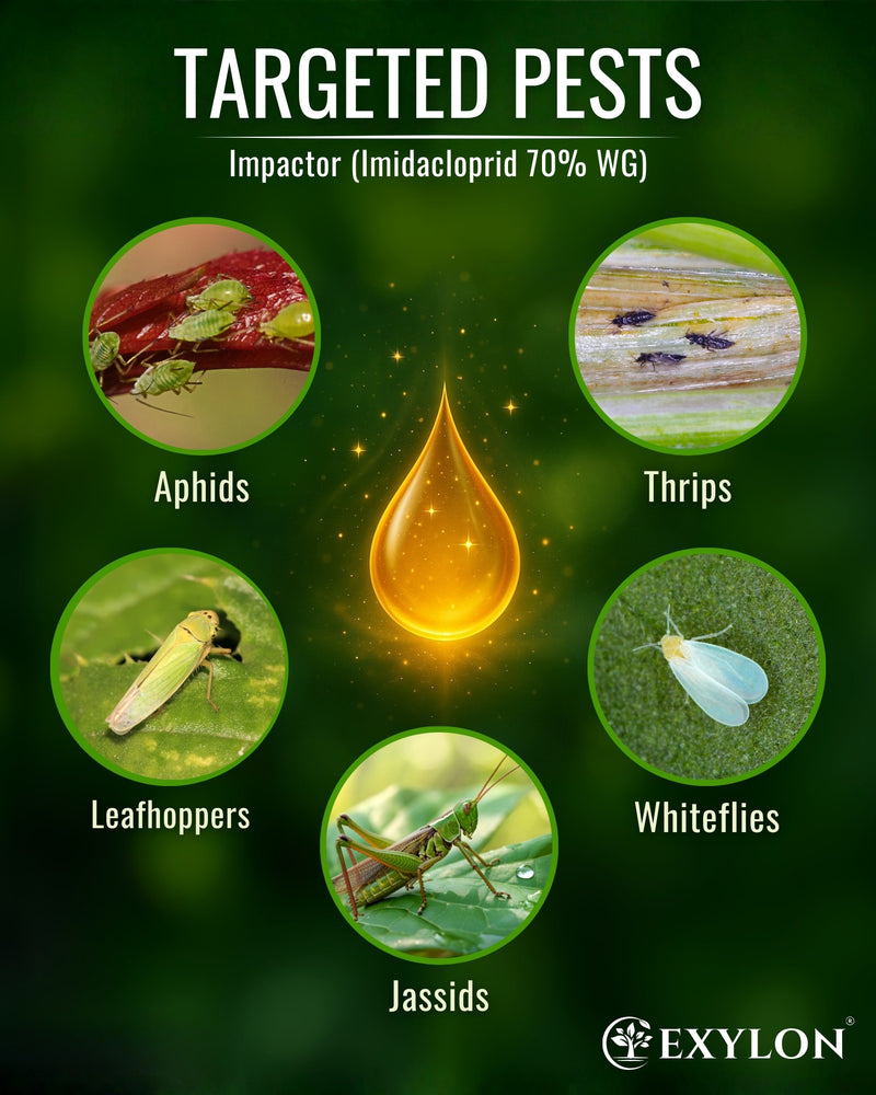 EXYLON IMPACTOR INSECTICIDE - Exylon Pesticides