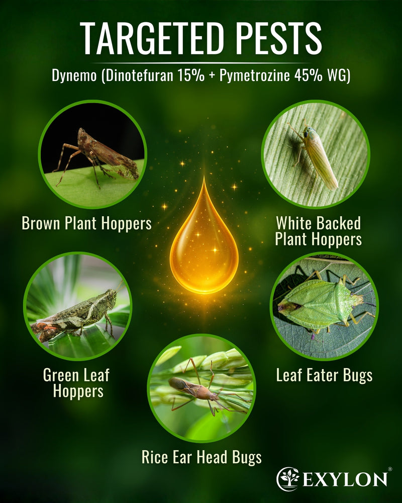 EXYLON DYNEMO INSECTICIDE - Exylon Pesticides