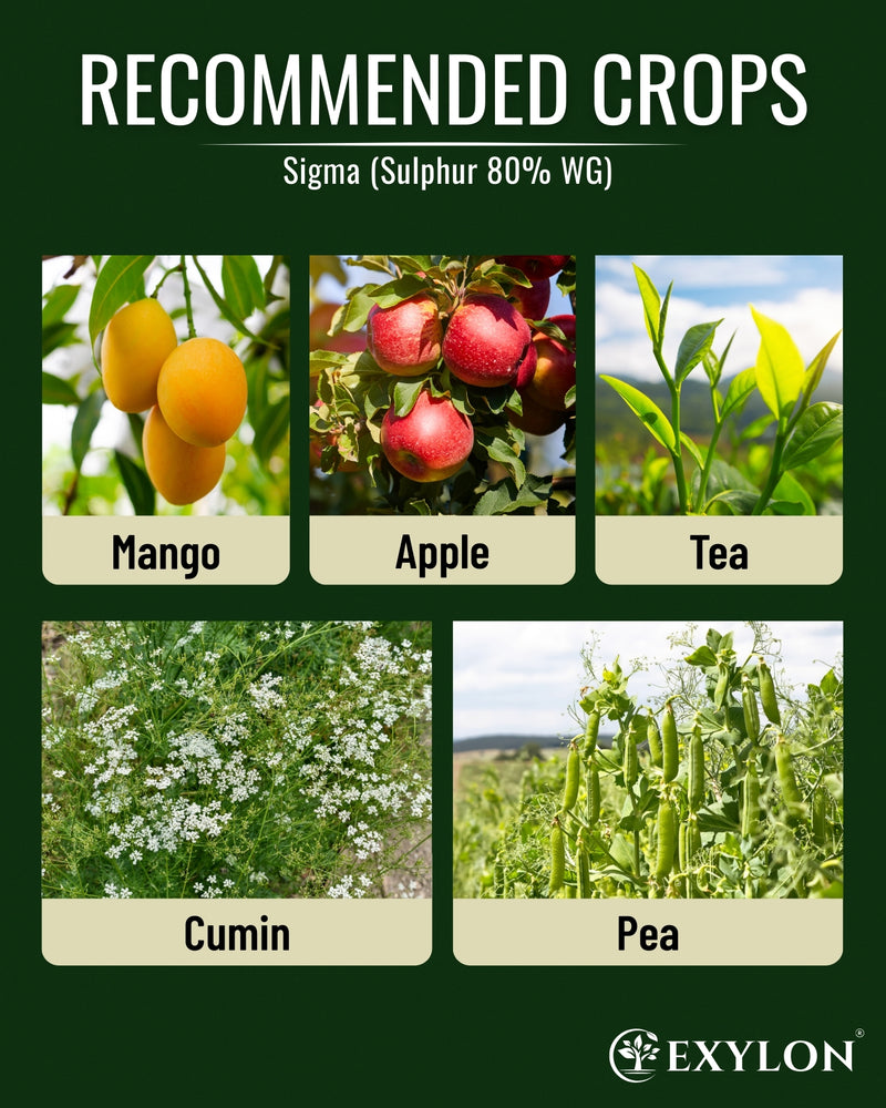 EXYLON SIGMA FUNGICIDE - Exylon Pesticides