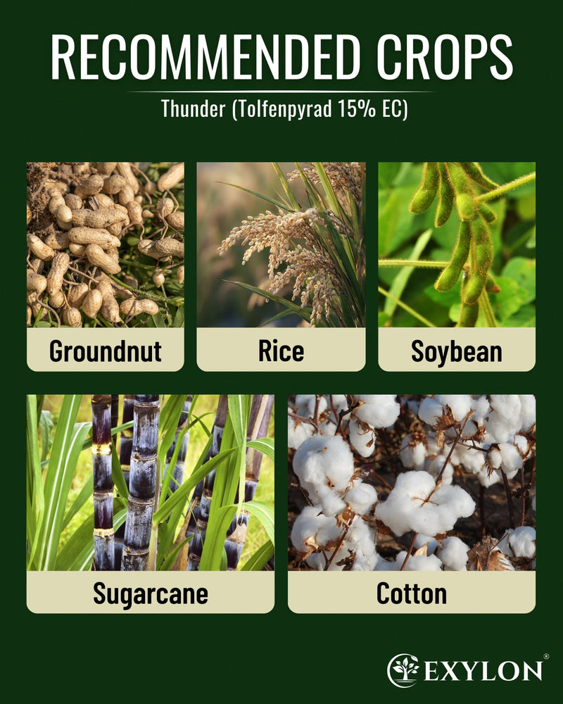 EXYLON THUNDER INSECTICIDE - Exylon Pesticides