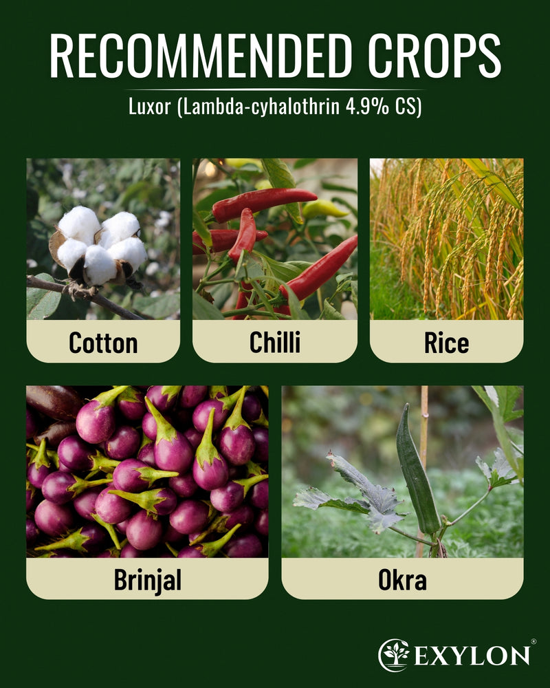 EXYLON LUXOR INSECTICIDE - Exylon Pesticides