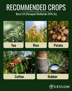 EXYLON BURST 24 HERBICIDE - Exylon Pesticides