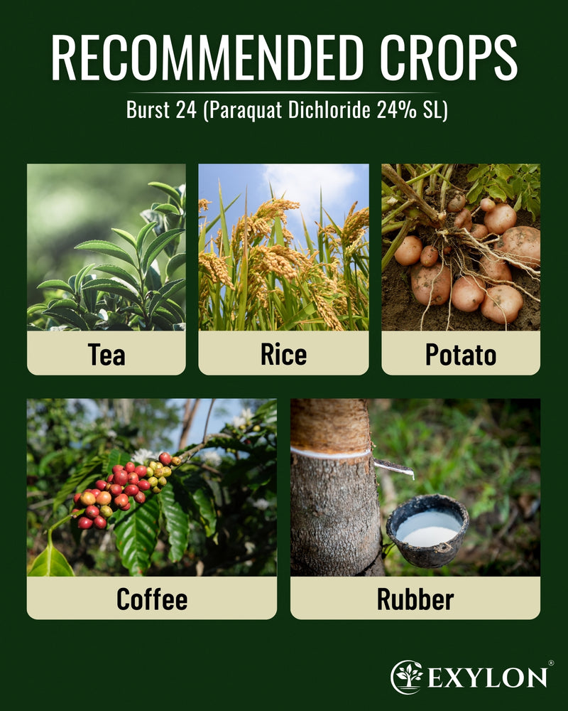 EXYLON BURST 24 HERBICIDE - Exylon Pesticides