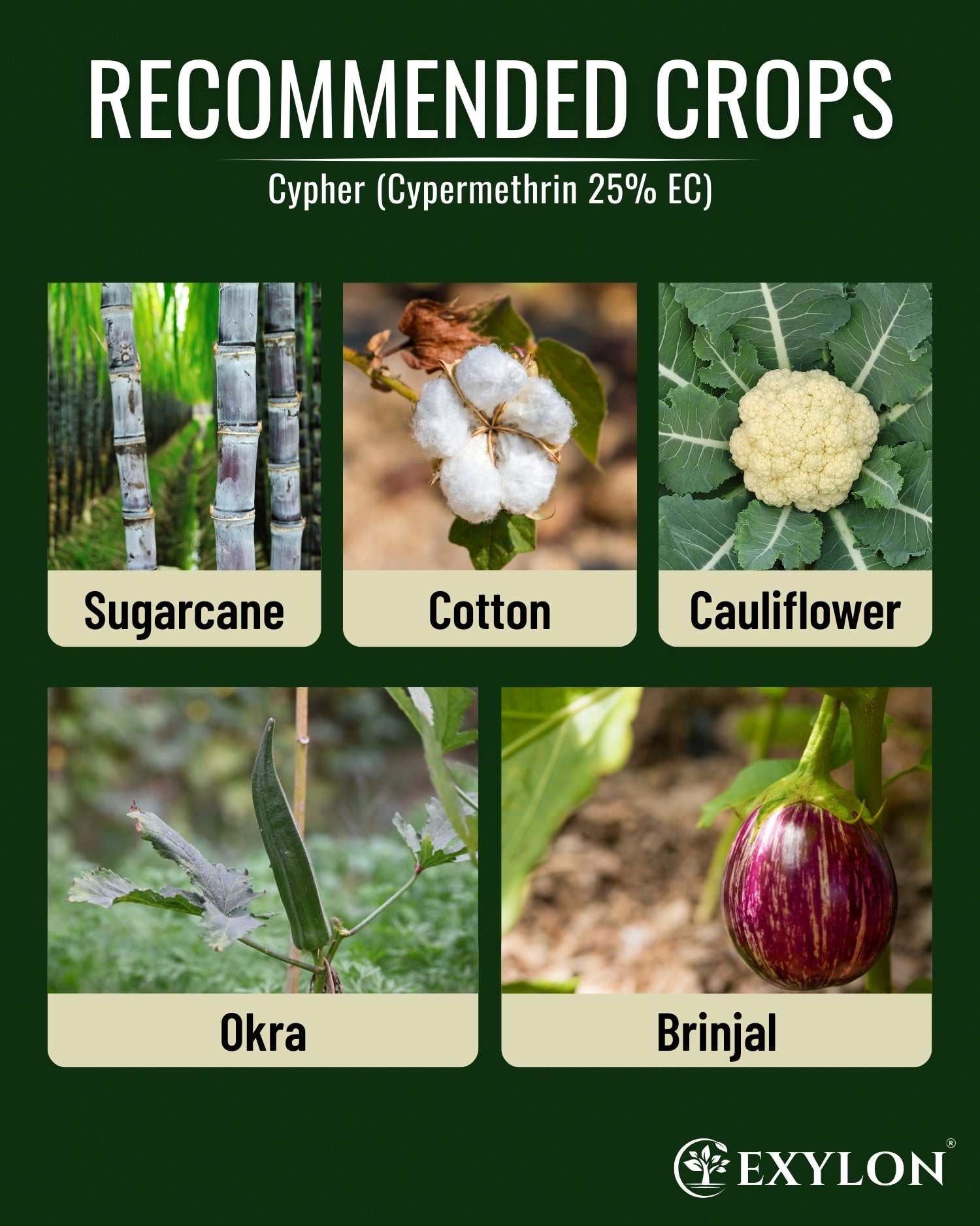 EXYLON CYPHER INSECTICIDE - Exylon Pesticides