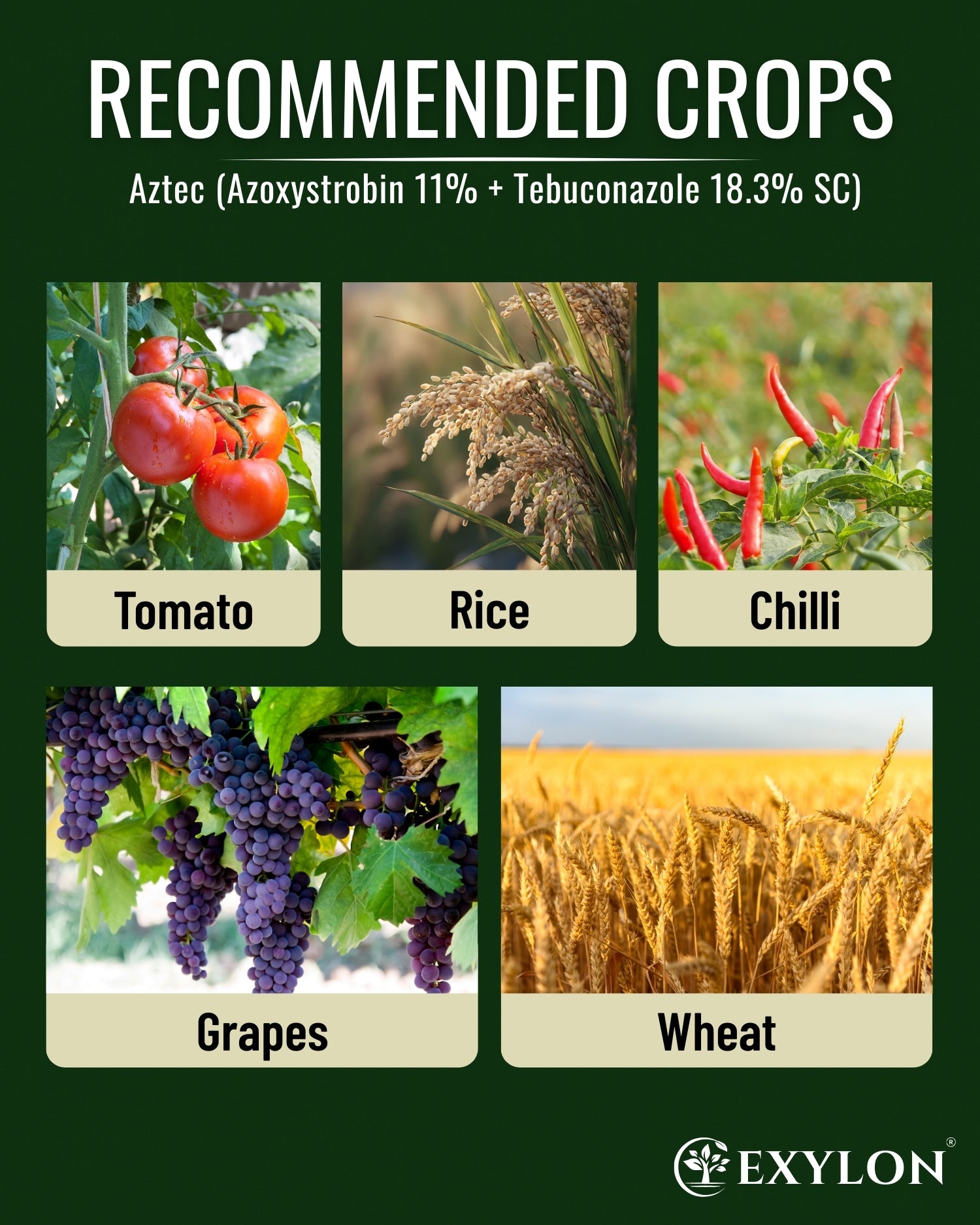 EXYLON AZTEC FUNGICIDE - Exylon Pesticides