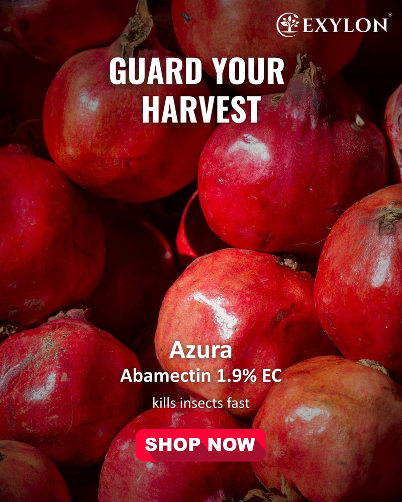 EXYLON AZURA INSECTICIDE - Exylon Pesticides