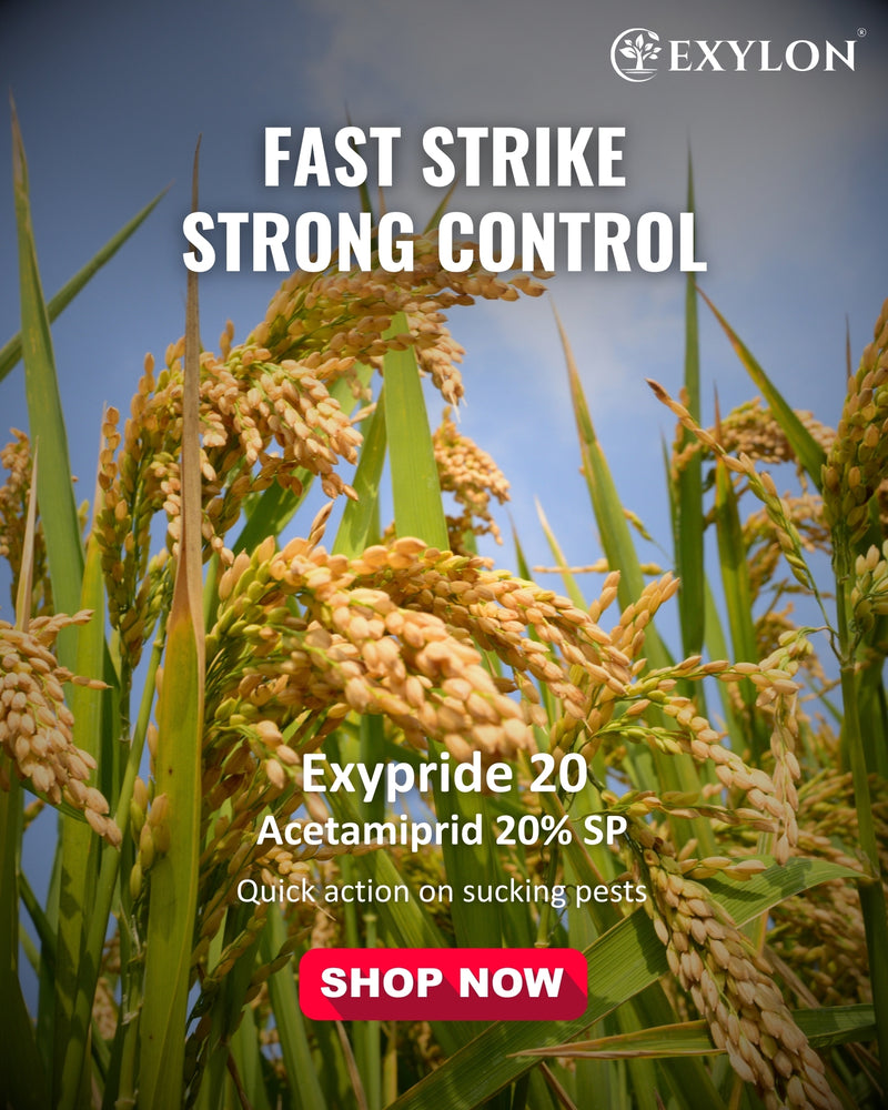 EXYLON EXYPRIDE 20 INSECTICIDE - Exylon Pesticides