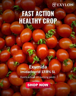 EXYLON EXYMIDA INSECTICIDE - Exylon Pesticides