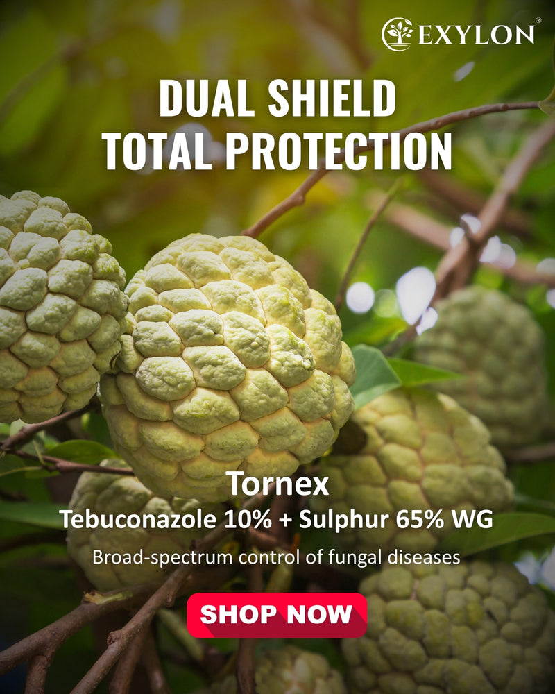 EXYLON TORNEX FUNGICIDE - Exylon Pesticides