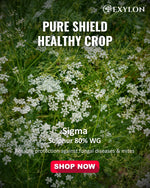EXYLON SIGMA FUNGICIDE - Exylon Pesticides