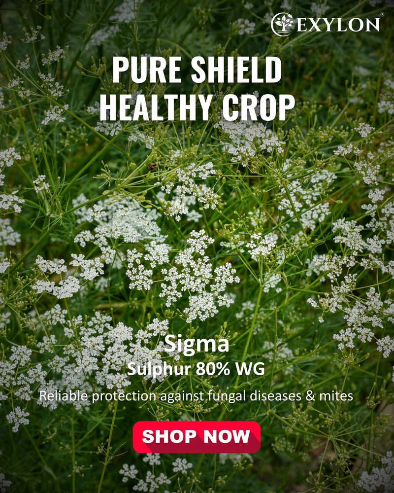 EXYLON SIGMA FUNGICIDE - Exylon Pesticides