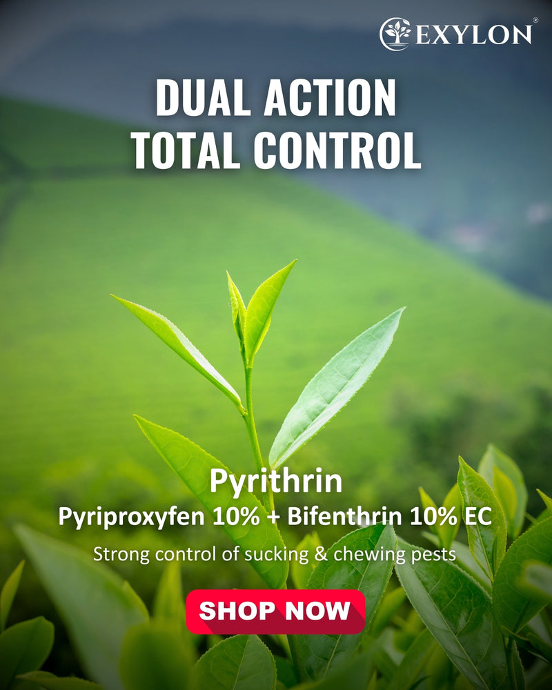 EXYLON PYRITHRIN INSECTICIDE - Exylon Pesticides