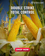 EXYLON CRYPTON INSECTICIDE - Exylon Pesticides