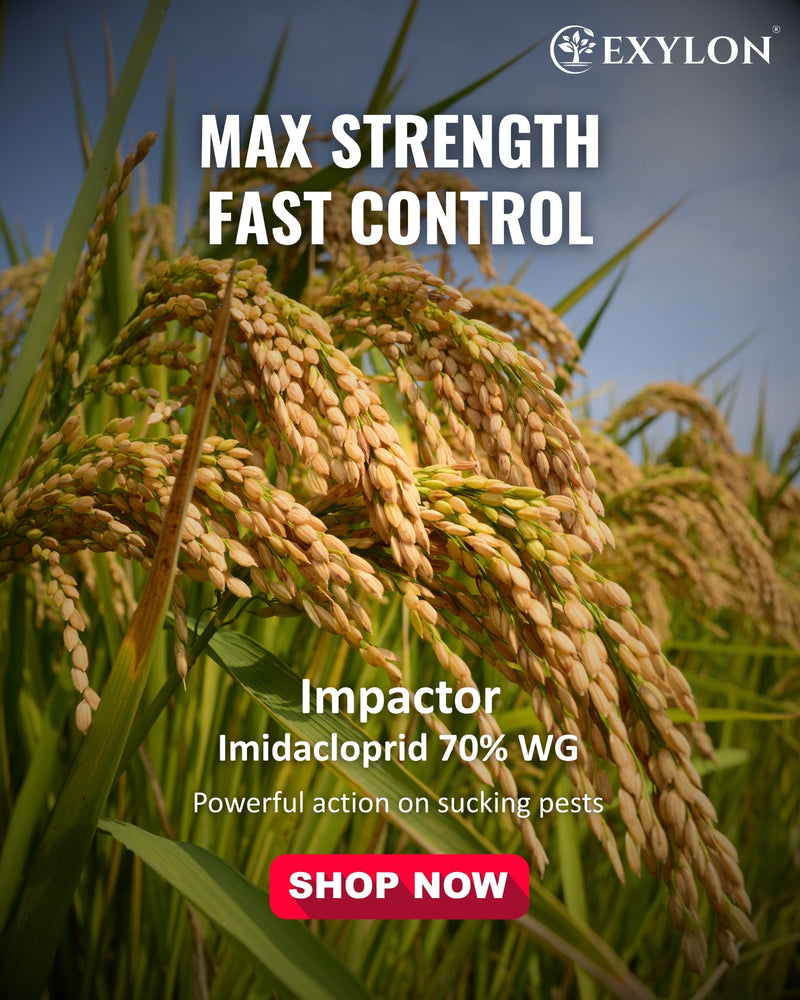 EXYLON IMPACTOR INSECTICIDE - Exylon Pesticides