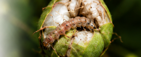 Pink Bollworm