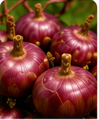 Onion