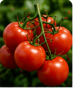 Tomato