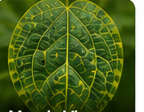 Mosaic Virus