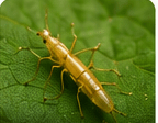 Thrips
