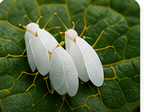 Whitefly
